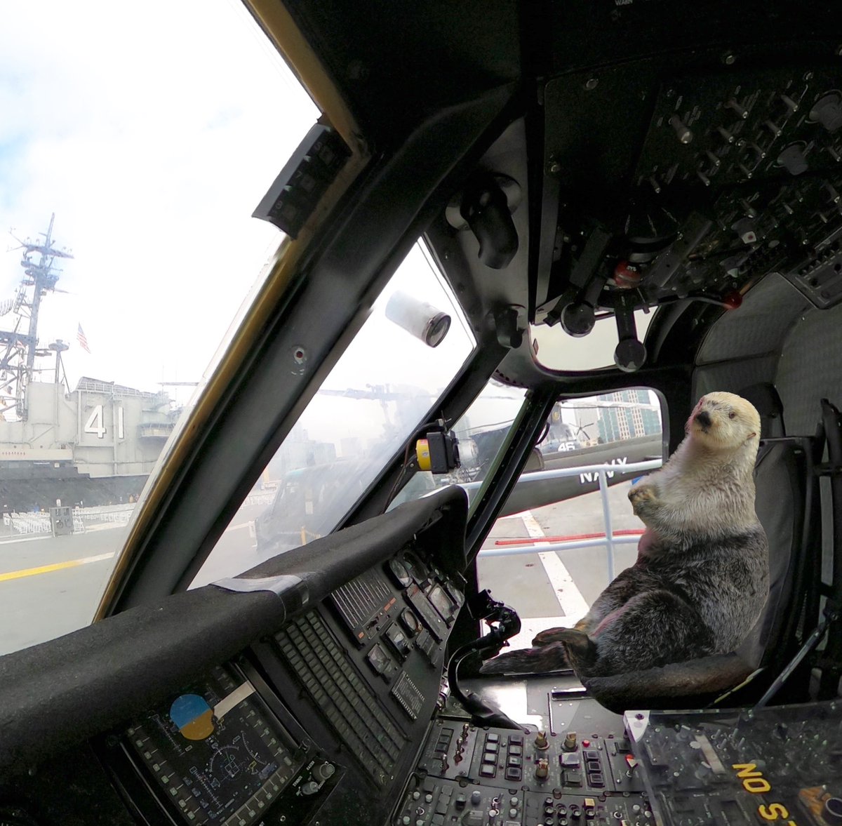 HugeRhino's tweet photo. The command pilot in a helicopter sits in the right seat. #ollietheseaotter #olliebeingollie #seaotter #photoshopfun #sh60seahawk https://t.co/eiD4cVEKa4