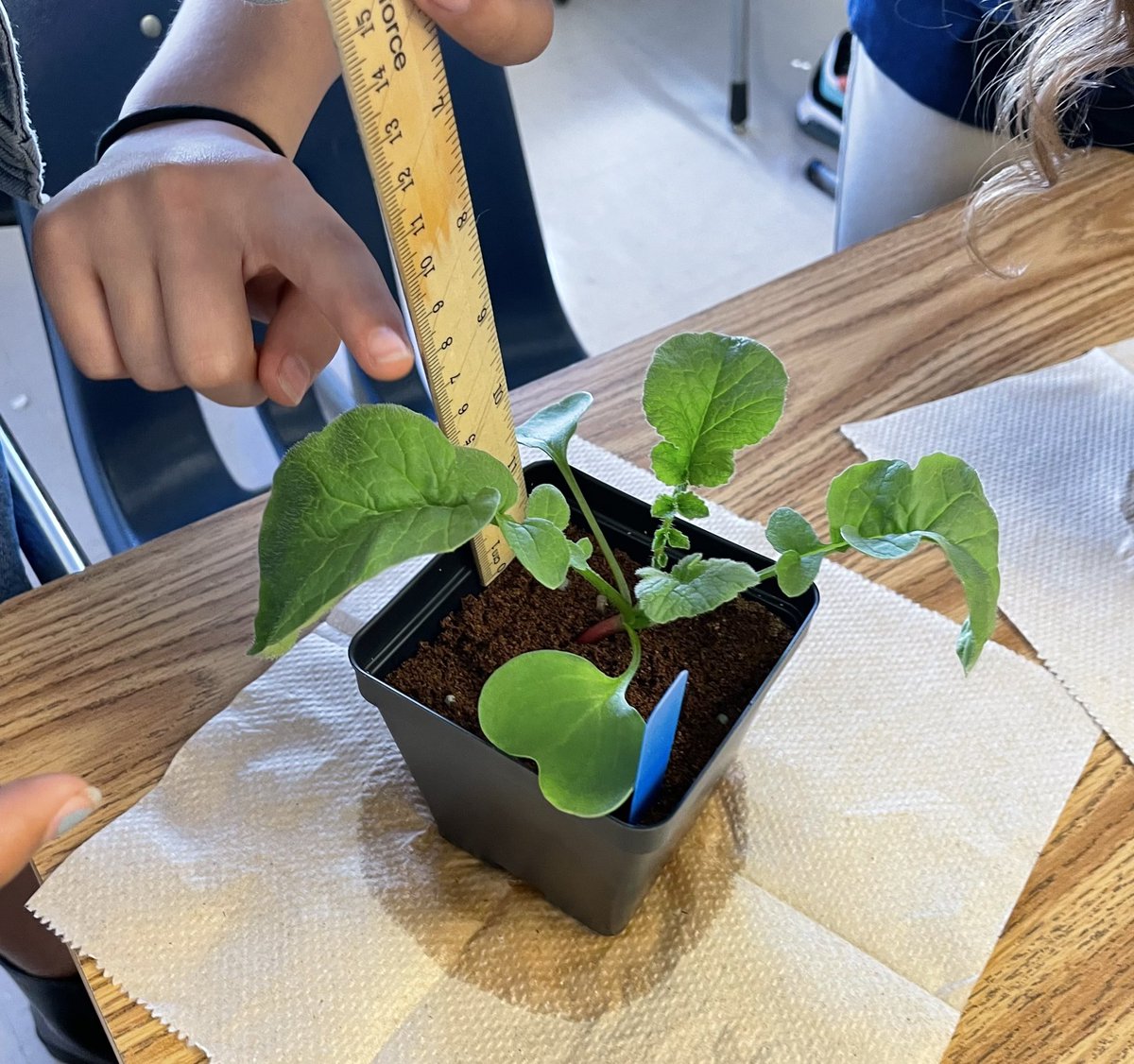 Ms Ro-Do tweet media