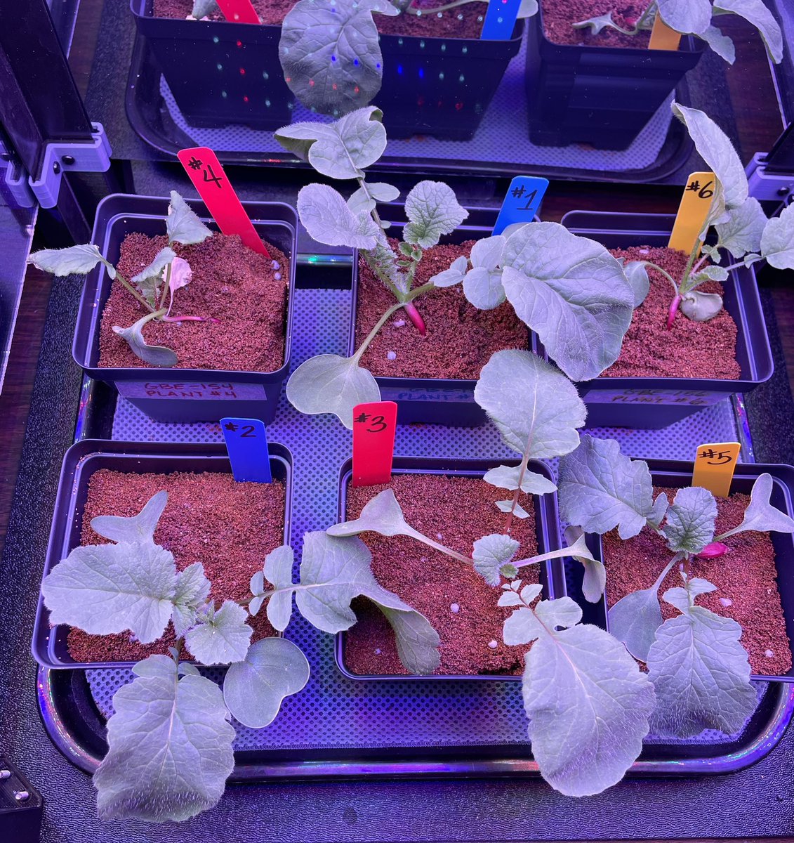 Ms Ro-Do tweet media