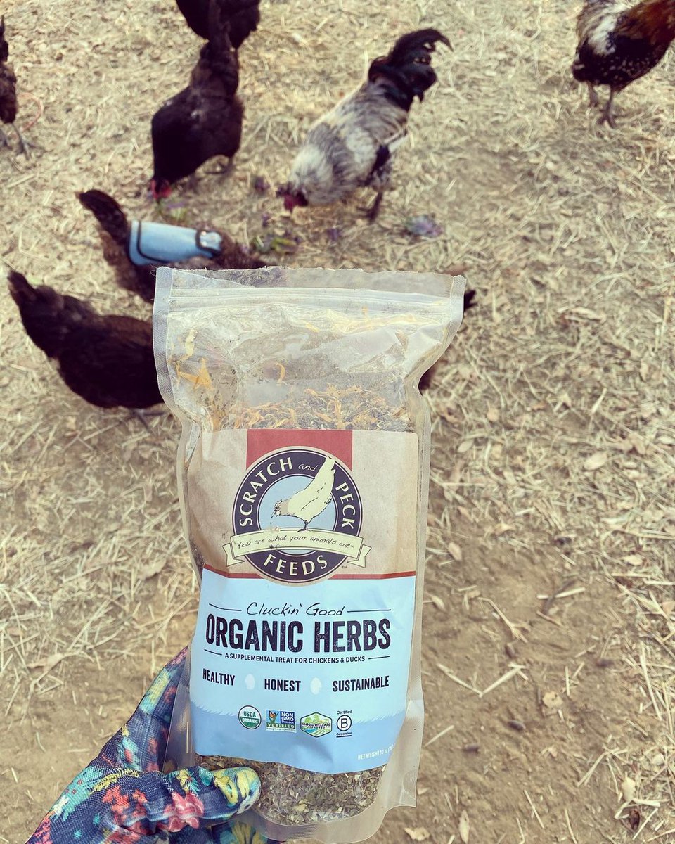 ScratchandPeck's tweet photo. Organic herbs are a great way to support digestive and circulatory health. Our special blend of organic herbs includes calendula, a flower that helps deepen the coloring in your egg yolks. 📸@zingerranch #scratchandpeckfeeds https://t.co/uRXkRI9yhv