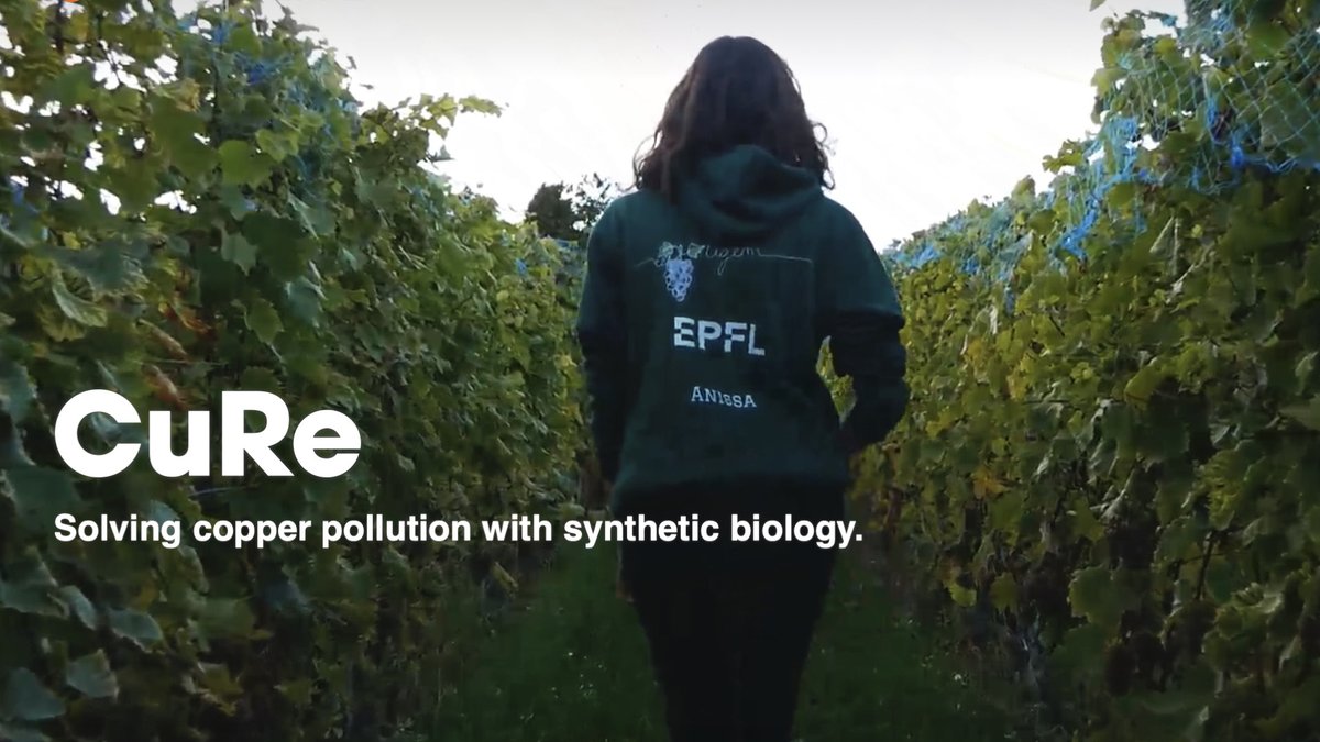 Brian D. McCabe (@briandmccabe) on Twitter photo Check out the 2021 EPFL iGEM project CuRe - 2021.igem.org/Team:EPFL designed to solve the pollution of soil by copper from ‘organic’ fungicides, including the vineyards of our beloved Lavaux. <a href="/EPFL_iGEM/">iGEM EPFL</a> <a href="/EPFL_en/">EPFL</a> <a href="/epflSV/">EPFL Life Sciences</a> <a href="/iGEM/">iGEM Headquarters</a> Check out the 2021 EPFL iGEM project CuRe - 2021.igem.org/Team:EPFL designed to solve the pollution of soil by copper from ‘organic’ fungicides, including the vineyards of our beloved Lavaux. <a href="/EPFL_iGEM/">iGEM EPFL</a> <a href="/EPFL_en/">EPFL</a> <a href="/epflSV/">EPFL Life Sciences</a> <a href="/iGEM/">iGEM Headquarters</a>