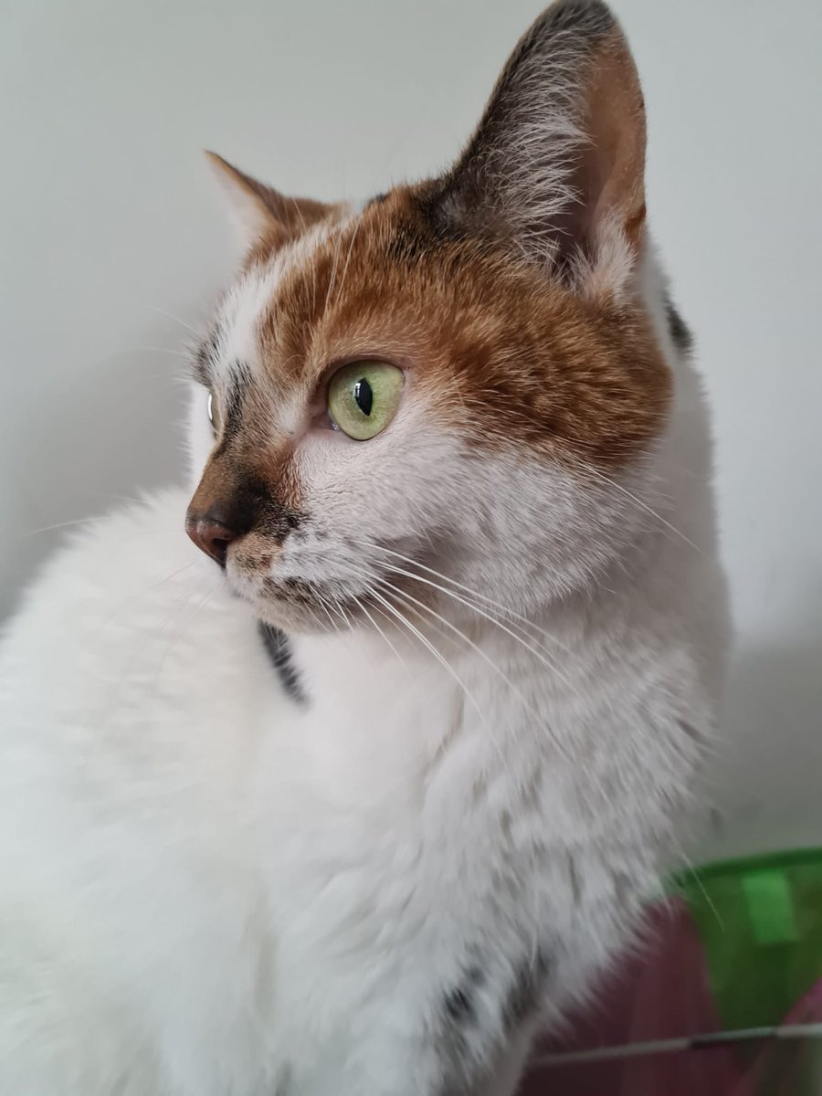 AuthorHolloway's tweet photo. My books. Dystopian, dark humour, a smidgen of horror, a dash of magic, a hint of hope. Prequels free to read on KU!
https://t.co/KMXVTuAdHA
And for marketing purposes, here is one of my cats, Oni. https://t.co/x6b1f8AqKs