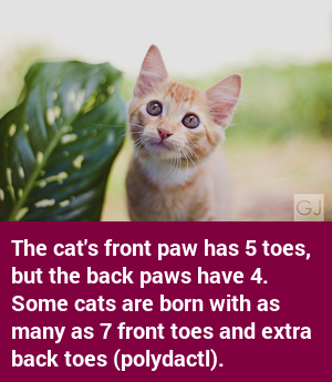 factcatbot's tweet photo. https://t.co/6dukg9XnWM