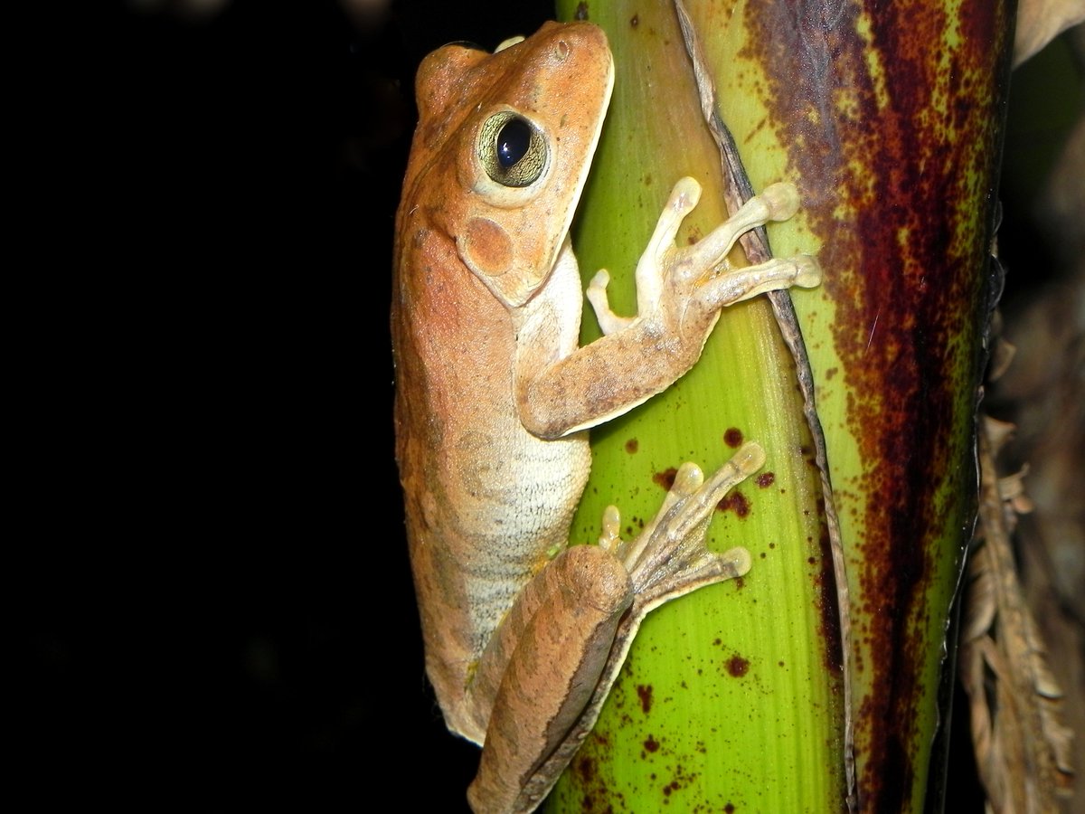 Michelotto8legs's tweet photo. Sábado é dia de campo noturno da aracno 👀🕸️

Ontem flagrei alguns perigos que a Mata Atlântica esconde na madrugada, mas também suas belezas. 
Subi um fragmento aqui em Alegre - ES e testei um método para a marcação de teias.
Segue o fio! 🧶🕸️👇🏽

#AracnoThread #TripThread 🕷️🕸️🐸 https://t.co/16PgYGG0pK