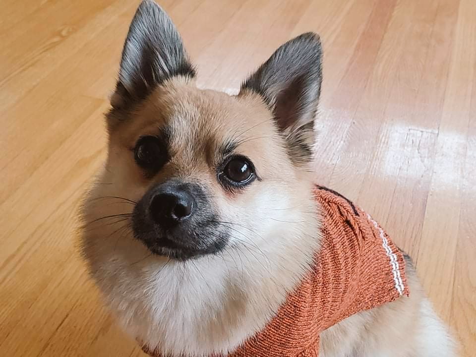 PR1SMPUNK's tweet photo. where she ears go https://t.co/I2BbwABb2E