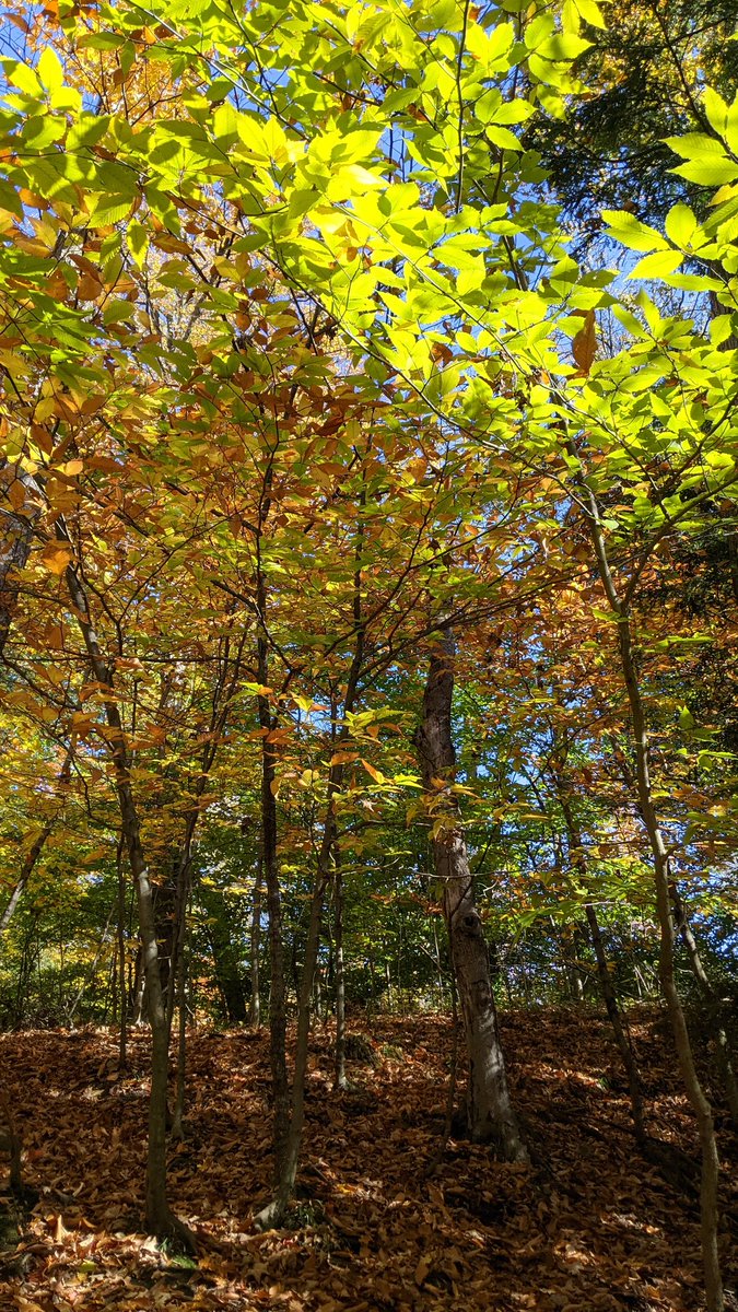 Autumnwoods Twitter Search Twitter Autumnwoods Twitter Search Twitter
