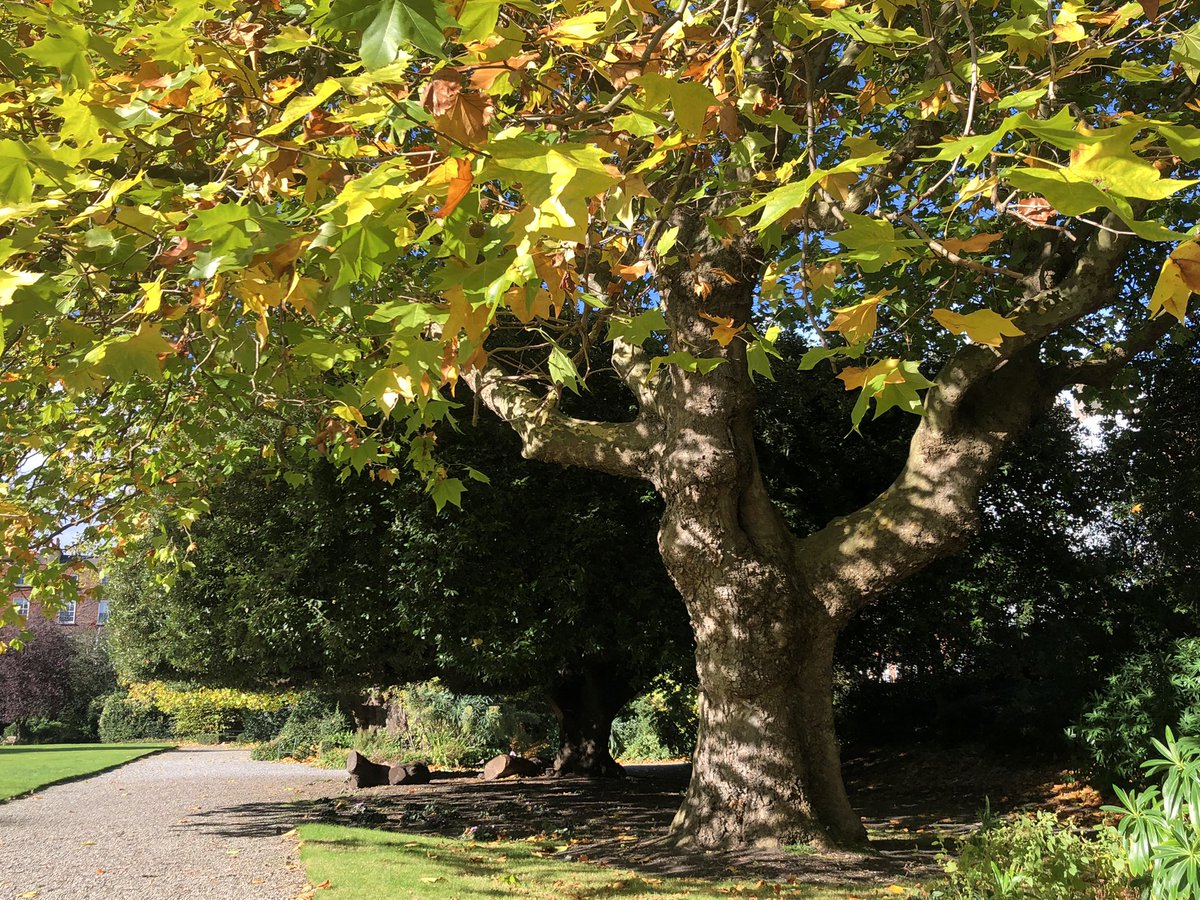 HillaryRayLaw's tweet photo. Perfect day today #Trees #Fitzwilliamsquare #GeorgianDublin #Georgiangardens #Autumnleaves https://t.co/FufybMfUOO