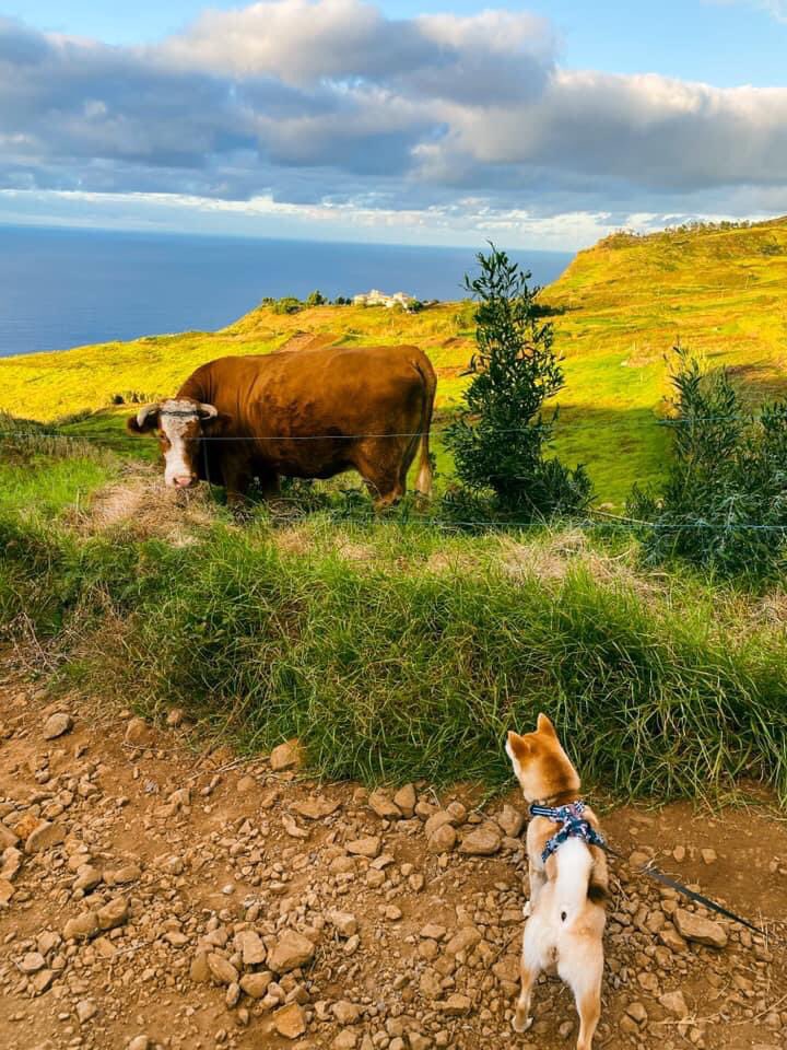 NunoOlo's tweet photo. @elonmusk @ShibainuCoin https://t.co/LvrcWYCxa9