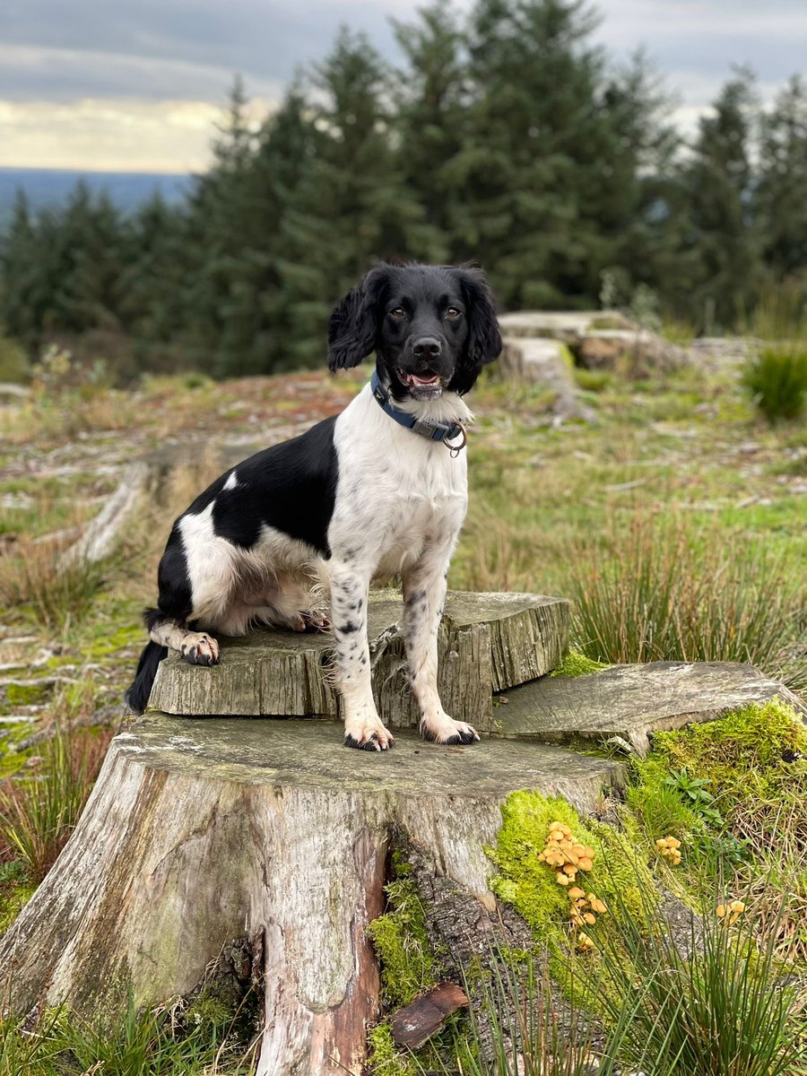 james_bouge's tweet photo. This guy.. my turbo penguin ๐ง #springerspaniel #mansbestfriend #turbodog #handsomechap #poser https://t.co/PNqFhojXfJ