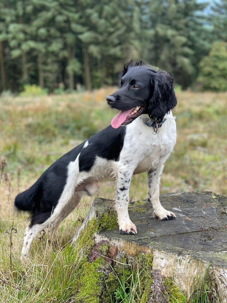 james_bouge's tweet photo. This guy.. my turbo penguin ๐ง #springerspaniel #mansbestfriend #turbodog #handsomechap #poser https://t.co/PNqFhojXfJ