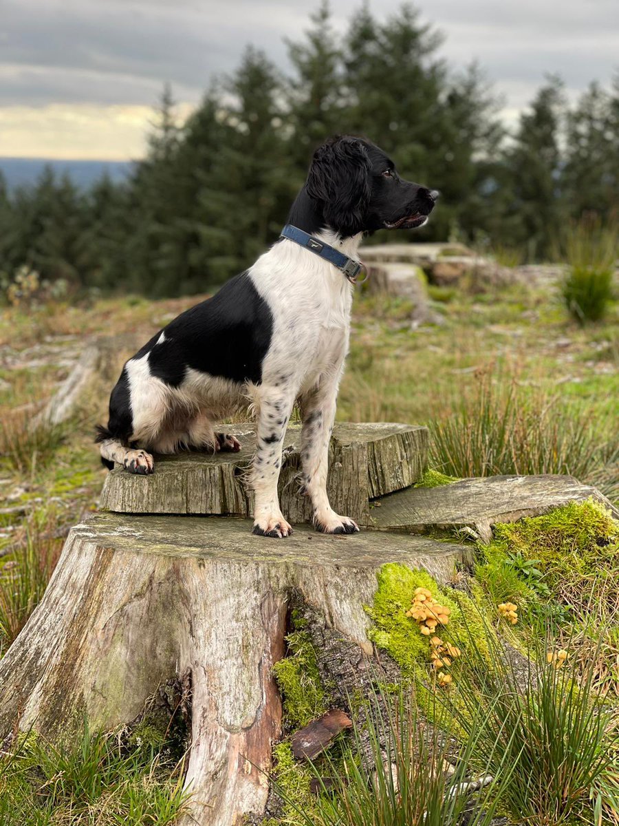 james_bouge's tweet photo. This guy.. my turbo penguin ๐ง #springerspaniel #mansbestfriend #turbodog #handsomechap #poser https://t.co/PNqFhojXfJ