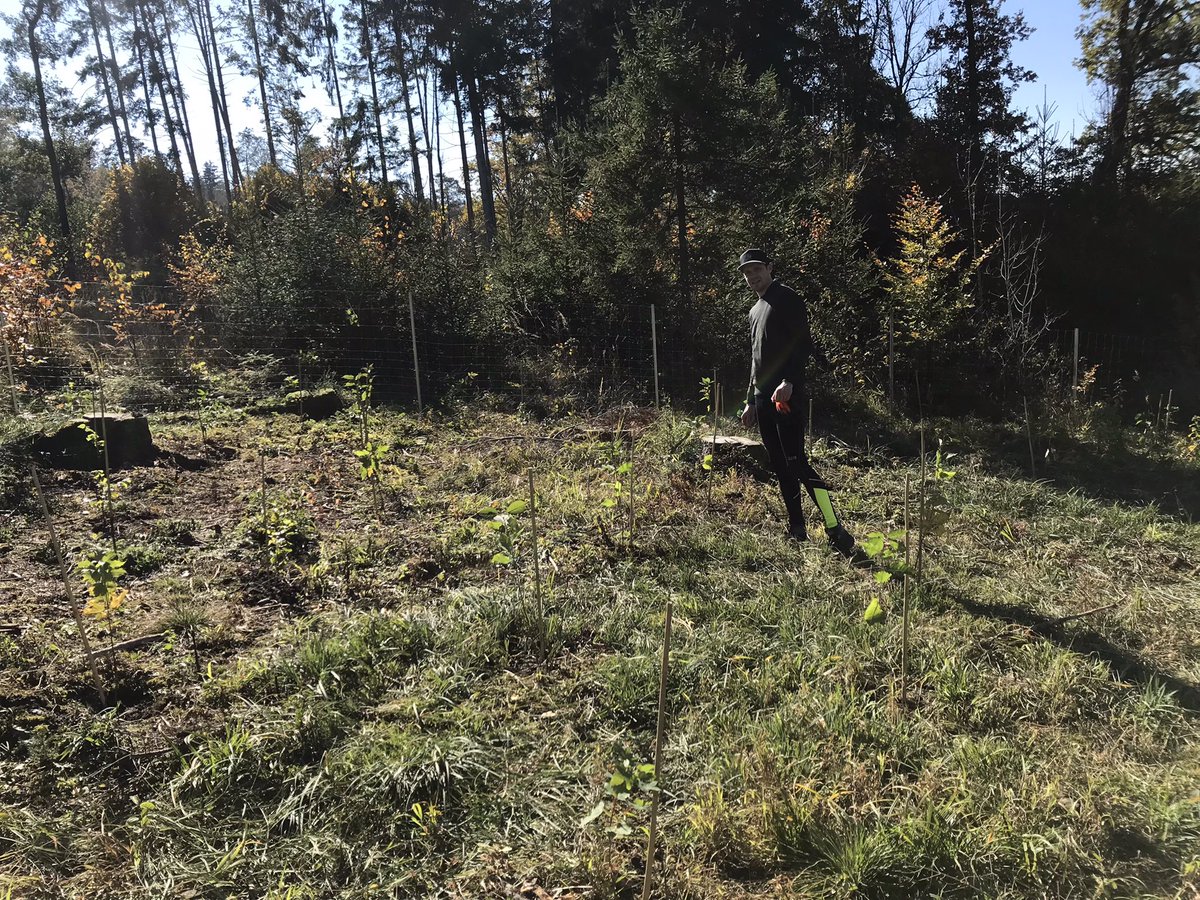 SWachsen's tweet image. #Herbst-Zeit ist Pflanz-Zeit! 

Wir haben heute 87 Buchen, Eichen, Kirschen und Ahorn gesetzt.🌳 
Das geht auch ohne Klima #Regierung