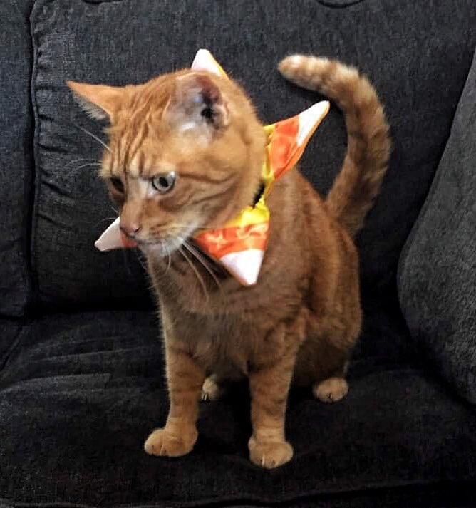 #HappyHalloween2021 <a href="/BrittanyBabc7/">Brittany Bell</a> #superCatSaturday Happy Halloween from Ninja, Hutch and Peanut!