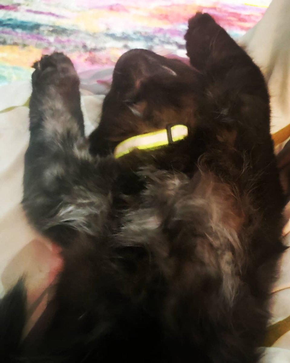 ebx_jen's tweet photo. Prepping for Monday like .. wut....
#sundaynightblues #sleppykitty #blackcats https://t.co/8JxEweeg2s