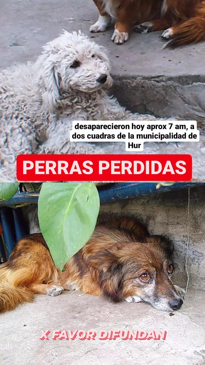 Paau_Sosa's tweet photo. Se perdieron hoy mis dos perras a eso de las 7am, por la zona de la muni de Hurlingham. Son chiquitas y se quedan si las llamas, Katy y Cloe. Se siguen a todos lados así que deben estar juntas. por favor si las llegan a ver retenganlas, cualquier cosa 1171659230 https://t.co/qNxkO5YHl8