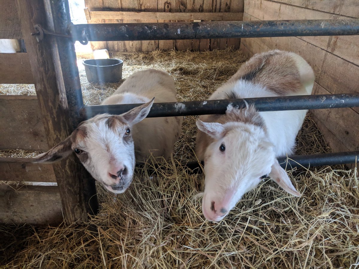 AdkLandTrust's tweet photo. We are hiring! We're seeking a farmland &amp; stewardship specialist to work with producers, landowners, and communities primarily in the Champlain Valley. This is a new position and we are excited to get started. https://t.co/cAUndZIQMs

#greenjobs #Adirondacks #ADK #conservation https://t.co/3Nh3HrZP5M