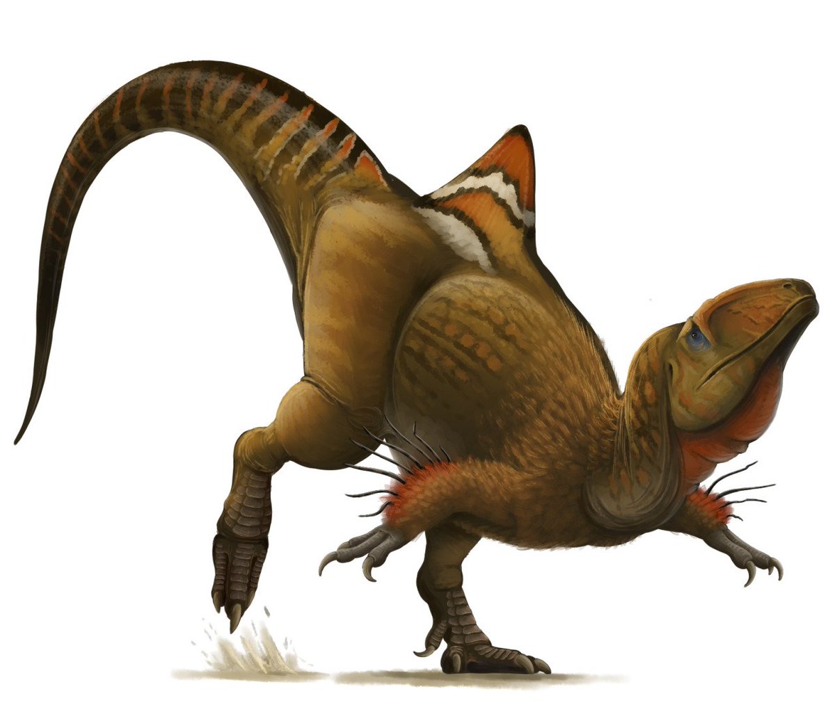 LBTLPodcast's tweet photo. The Dinosaur of the Day is Concavenator! It's a carcharodontosaur from Spain with a weird back thing going on! https://t.co/TzX6BZ4ktH