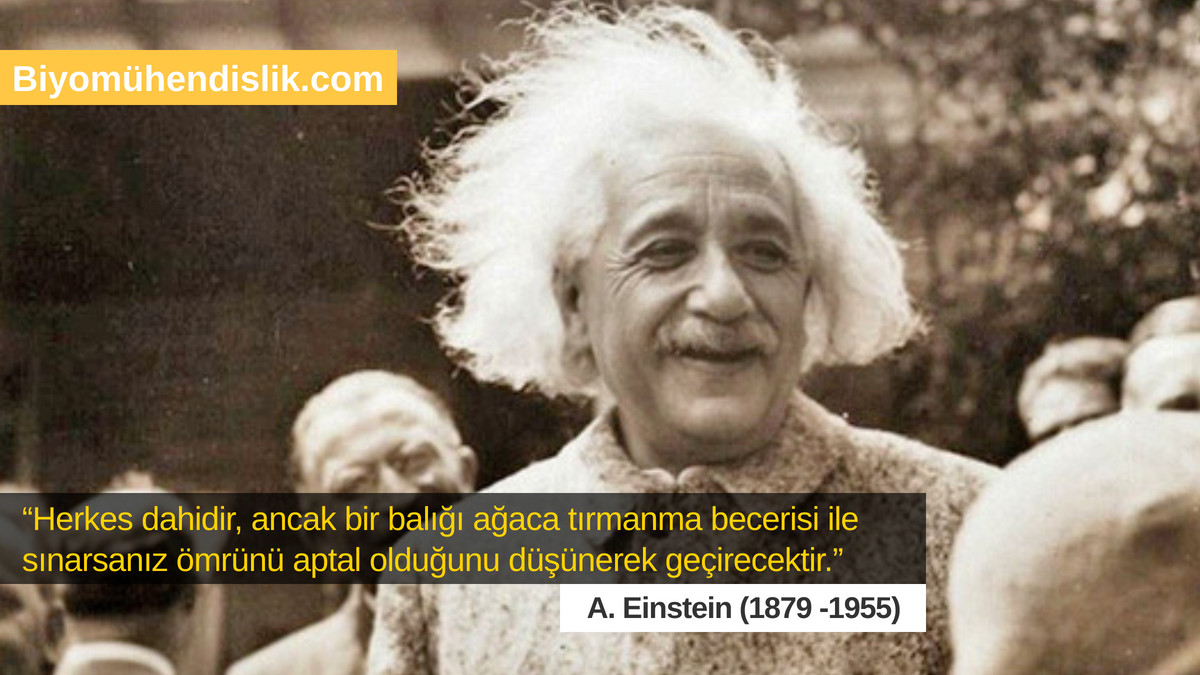 “Herkes dahidir, ancak bir balığı ağaca tırmanma becerisi ile sınarsanız ömrünü aptal olduğunu düşünerek geçirecektir.” 

A. Einstein