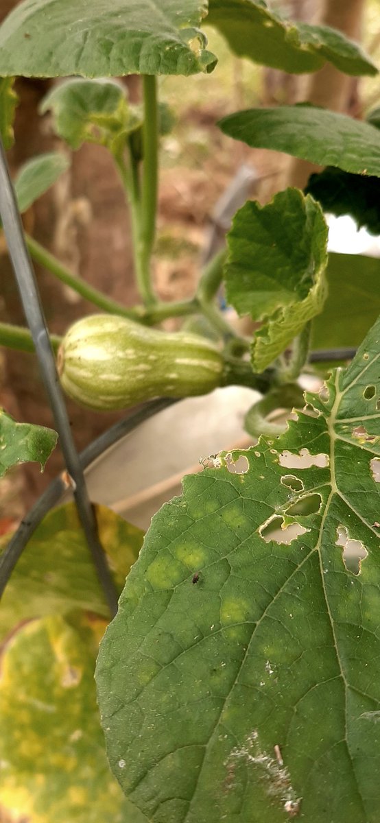 da_minister13's tweet photo. Butternut Squash on the way. First time growing and last season buying from the store.
No, I don't use a lot of pesticides just dish soap & water mainly. I will use neem oil if necessary but it'll burn ur leaves if it's too hot.
#GIY
#SaveYourSeeds
#BackYardBlessings https://t.co/BjkNmcfsa1