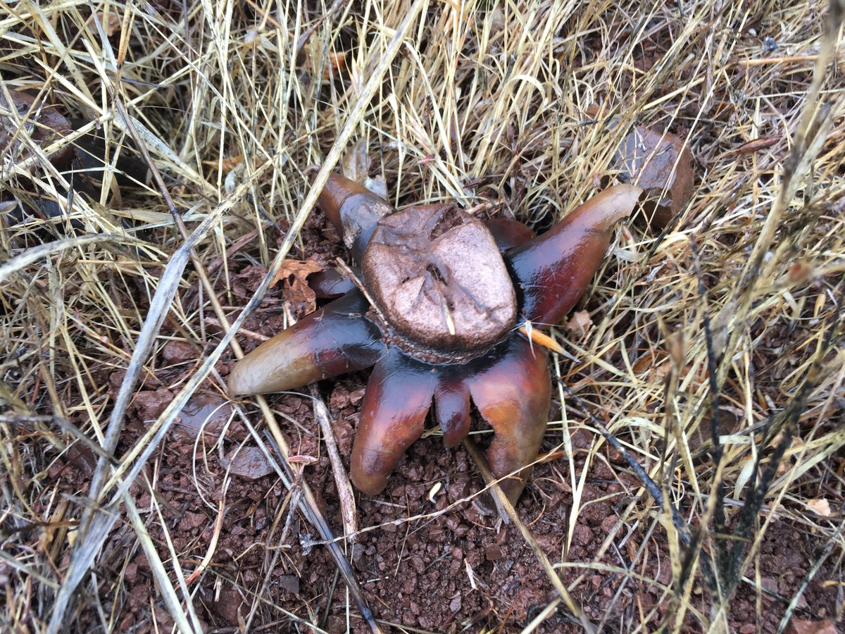 JRWildlife's tweet photo. Earthstar #fungus (Astraeus hygrometricus?) at Jasper Ridge - just popped up since it started raining https://t.co/P4qmYsSO1q