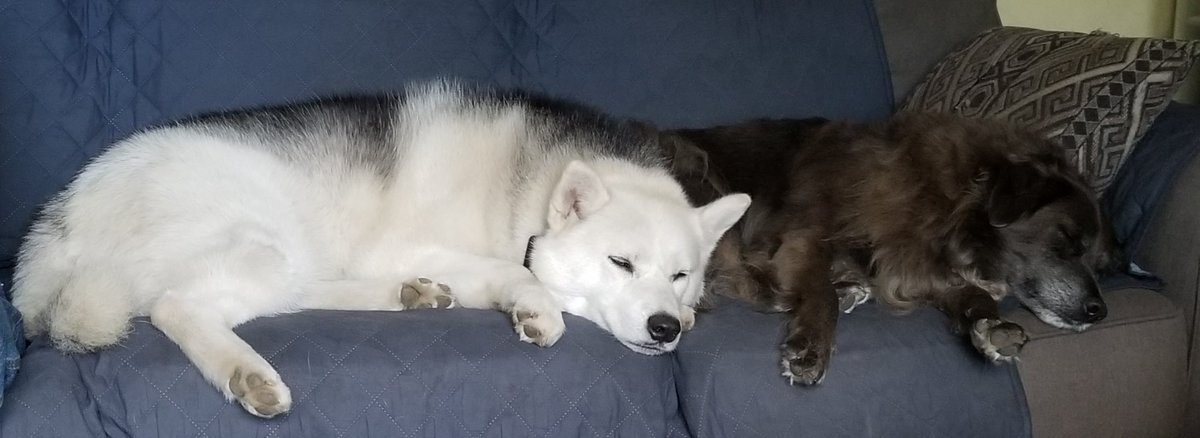 LadyLibertyInPA's tweet photo. Ohhh, my frens!! Mine &amp; Lily's peoples keep seein dis feetballs game on tv!! Mama like Penn State? What is Penn State? Her mad at TV wen the Penn State don't win!! https://t.co/vfTcKhMmFE