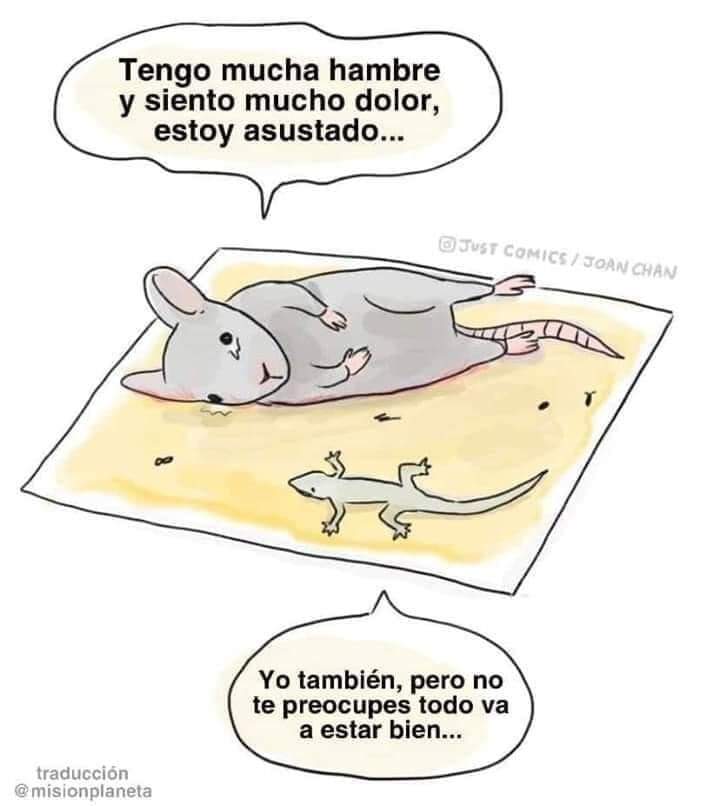 JPAFS's tweet photo. Las personas que usan este tipo de trampas de pegamento no son mas que unos sadicos, hay tantas formas mas humanas de lidiar con ratas o ratones, pero prefieren optar por torturarlos hasta la muerte. https://t.co/jFst3XbltG