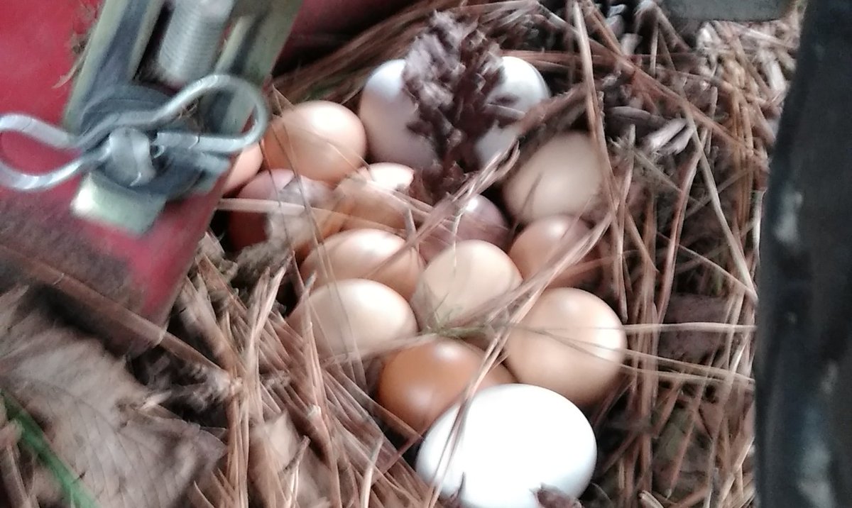 shana0326's tweet photo. Who knew?🤣 Under the mowers good place for a nest 🥚🍳 https://t.co/SrdacVmsdJ