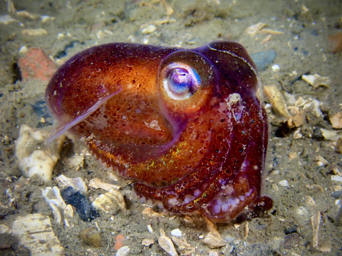 libbykeatley's tweet photo. Bobtail squid in Strangford Lough, NI. 

#seasearch #ulsterwildlife #mcs_uk #TwitterNatureCommunity #scubadiving https://t.co/G4CvmzNkFq