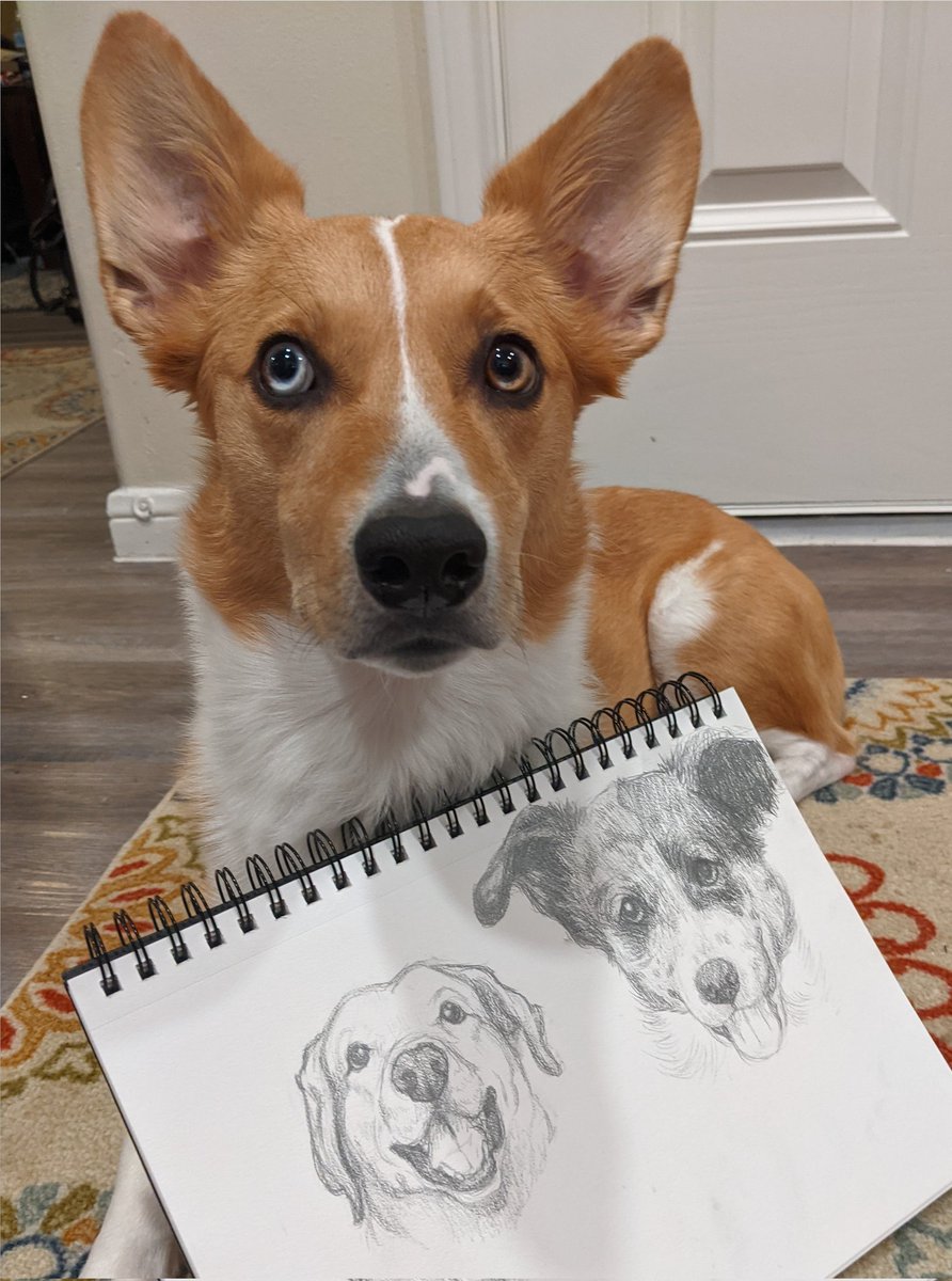 Tuff_titus's tweet photo. Finished up the sketches! 📝 Mom says we will do another one at 1000, which is closer than I thought! Thank you again everypawdy for joining and being my furiend 💙 @TheAmazingBoyd @MarlinIsAGoodB1 #dogsoftwitter #dogs #CorgiCrew #mutt #art https://t.co/wxXAQCZTq9