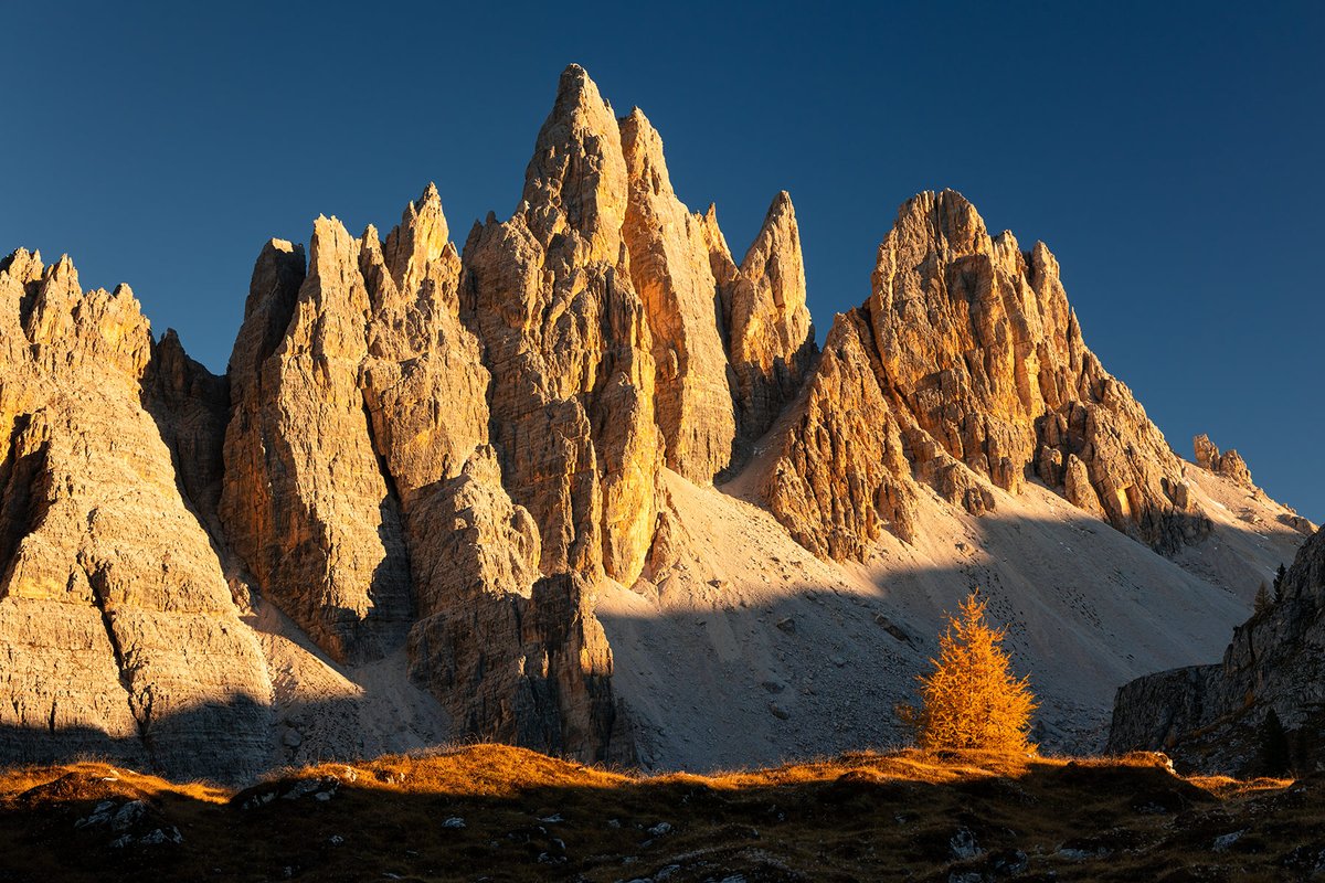 NicoloMiana's tweet photo. Un larice solitario e la Croda da Lago, stasera https://t.co/quMM6pMCUC