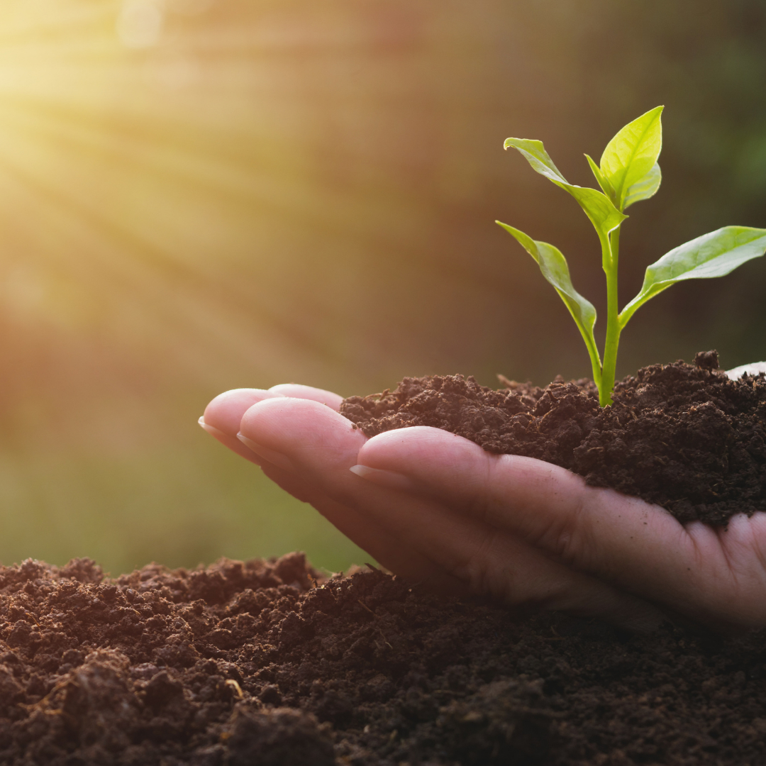 BirchmierSara's tweet image. Plant your prosperity seeds and watch them grow. #abundance #prosperity #wealthcodes #activateyourpurpose