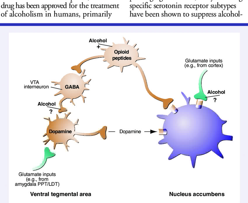 ComedyForest's tweet image. Alcohol affects GABA receptors responsible for anti anxiety and intoxicating effects.

Too much alcohol makes a person less intoxicating to others.