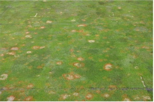 Microdochium is a pain throughout fall, winter and spring in the PNW and coastal areas of the west. #Densicor, a new DMI fungicide from Bayer, is highly effective on Microdochium now, plus fairy ring, brown ring and anthracnose next spring. bit.ly/3t2KSnb