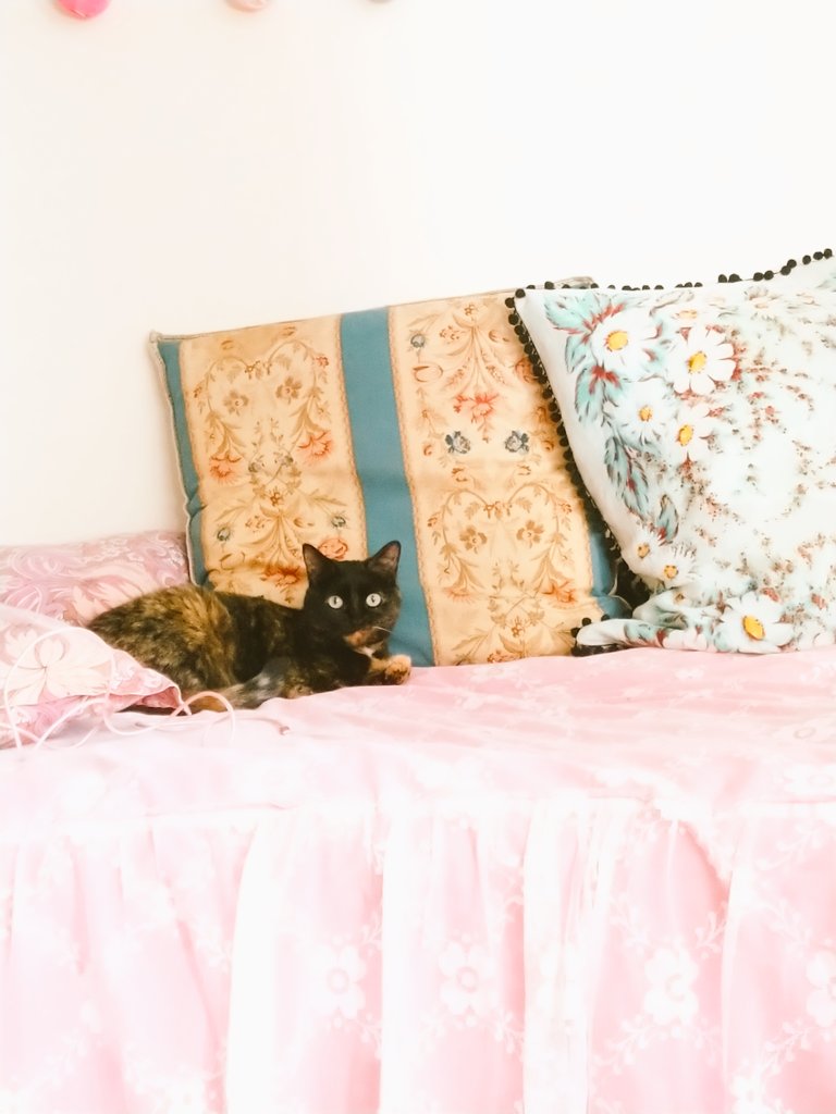 HaricotMichiko's tweet photo. ちょっとだけ足を伸ばして、猫と森と🎶🎶🎶 https://t.co/gJERuIUziz