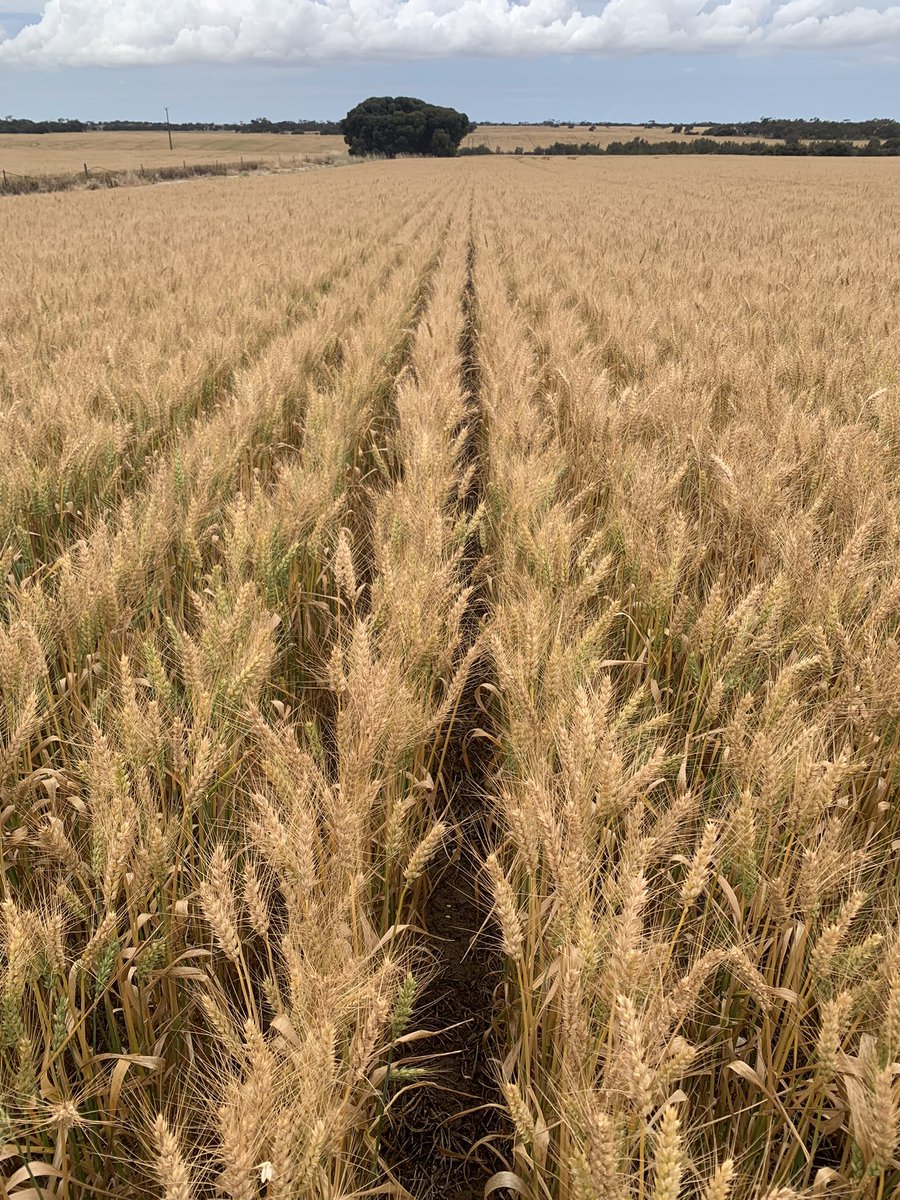 Over on the YP (SA) &amp; the mild finish continues to aid the crops. Scepter wheat filling wide, Planet barley &amp; Vixen wheat. Harvest is quickly approaching in SA