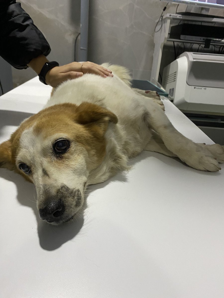 ilknurormnn's tweet photo. @istanbulbld @HaytapOfficial @haluklevent buna kıyılamaz. Sokağımızda bahçemizde olması onu sahipsiz yapmaz. O sokak köpeği değil. Bizim 13 senemiz. Lütfen ama lütfen bize göstersinler. Durduğu yeri bile bilmiyoruz. Kayıtlarımız var videosunu atsınlar en azından görelim. https://t.co/i4Jugou3XN