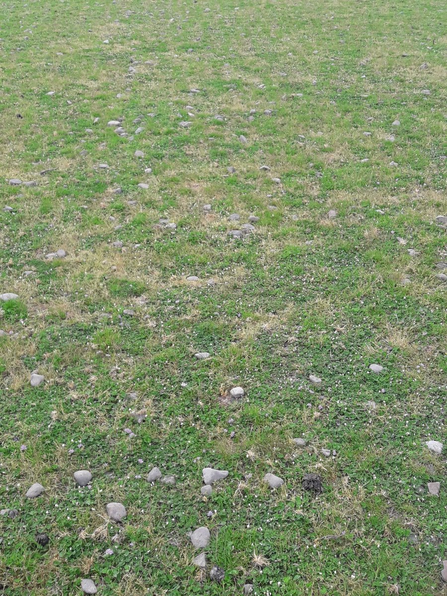 CharollaisRams's tweet photo. It's going gang busters amongst this poa annua too. #subclover https://t.co/sJkun2DoNN
