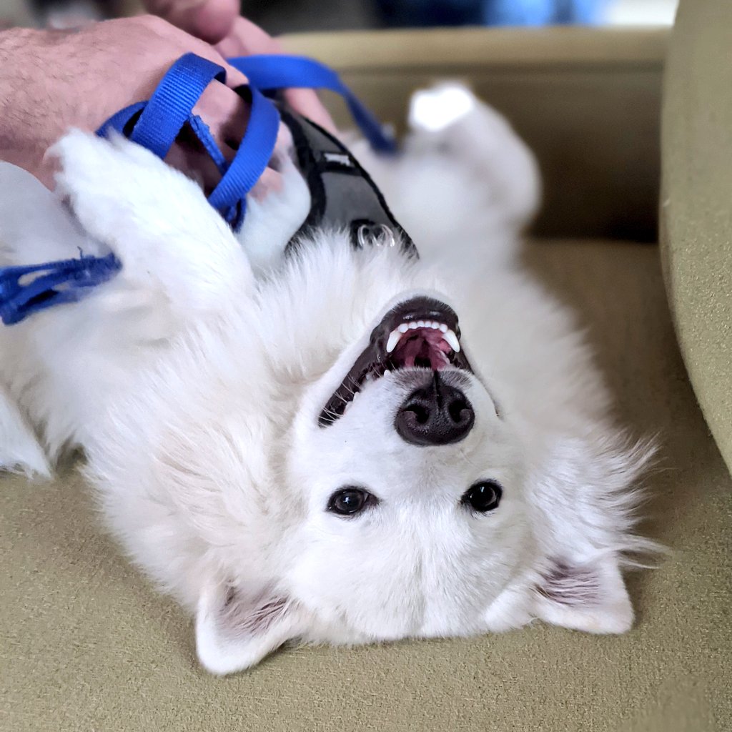 LookAtMeCharlie's tweet photo. if you want to put that leash on me, you need to rub my tummy first. I don't make the rules. https://t.co/PCeGyS5zn5