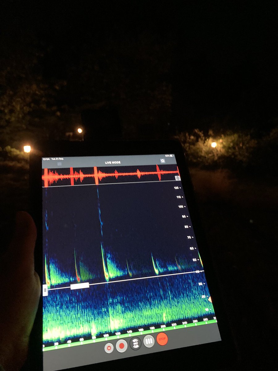 ExeterCityBats's tweet photo. Join us on our virtual bat walk this Tuesday with @Devon_LNP as we discover which bats are still active during this Devon Dark Skies Week. We’re expecting to find at least two species of Pipistrelle bats and will hopefully hear some Horseshoe bats too. https://t.co/wI2DsWZgHg https://t.co/Ns2Mka3VD0