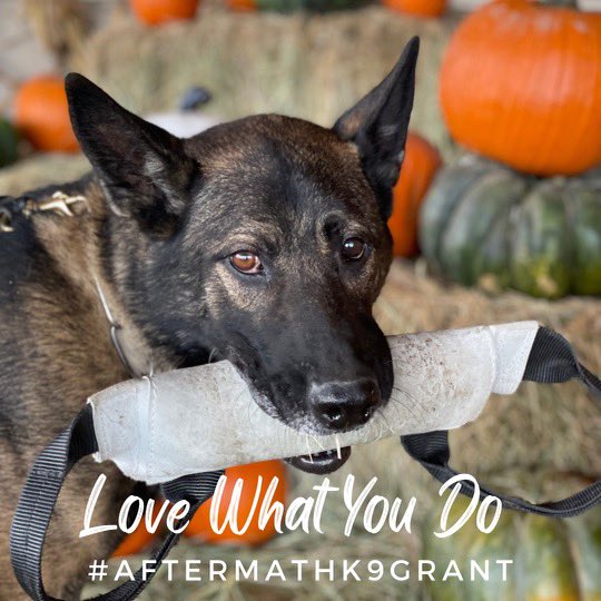 GrandCoSheriff's tweet photo. We 💙 what we do! This is why we are asking for your help &amp; VOTES on the #AftermathK9Grant to support #K9 Danny &amp; K9 Milo at #GrandCounty Sheriff's Office in #Colorado! VOTE on ALL your devices (phone, laptop, iPads) every 24 hrs through 10/26. 
 
➡️https://t.co/V2DhVJjjcb https://t.co/wiwxtwfhJS