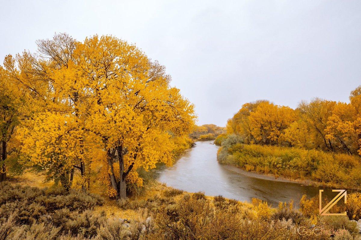 GaiChicken's tweet photo. A rainy Sunday afternoon along the Carson River 🍁 🍂
#Rain #RainyDay #CarsonCity #CarsonRiver #River #October #Nevada #Fall #Autumn #FallFoliage #AutumnLeaves #HighDesert https://t.co/pqKFamlVun