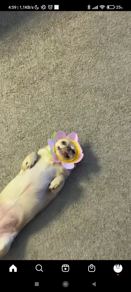 Yuki es una forma de vida tweet media