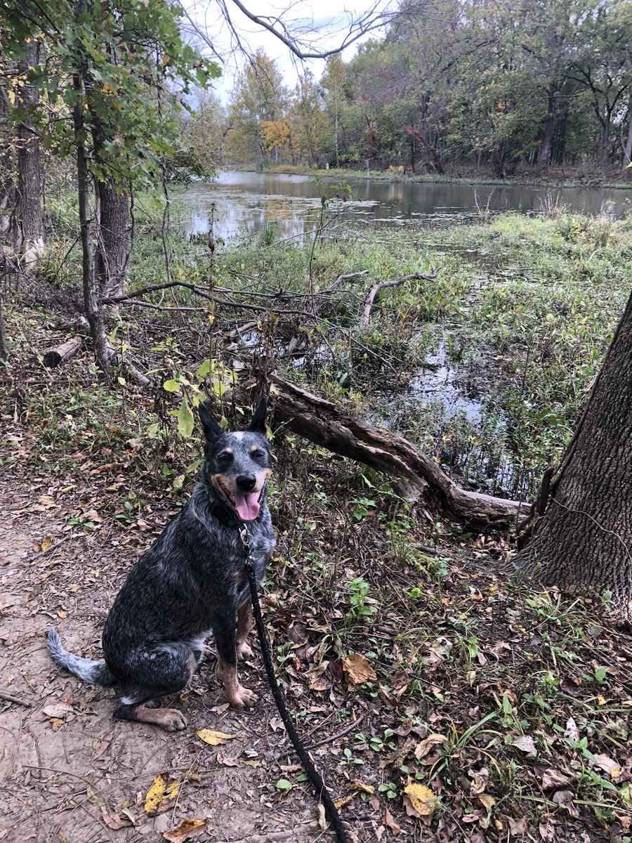 OkEricFox's tweet photo. Duke heard the call of the wild today (and it tired him out). Great #outdoortherapy on a beautiful fall day. #FindYourFrontier #SundayFunday https://t.co/4UGeD9w6Vi