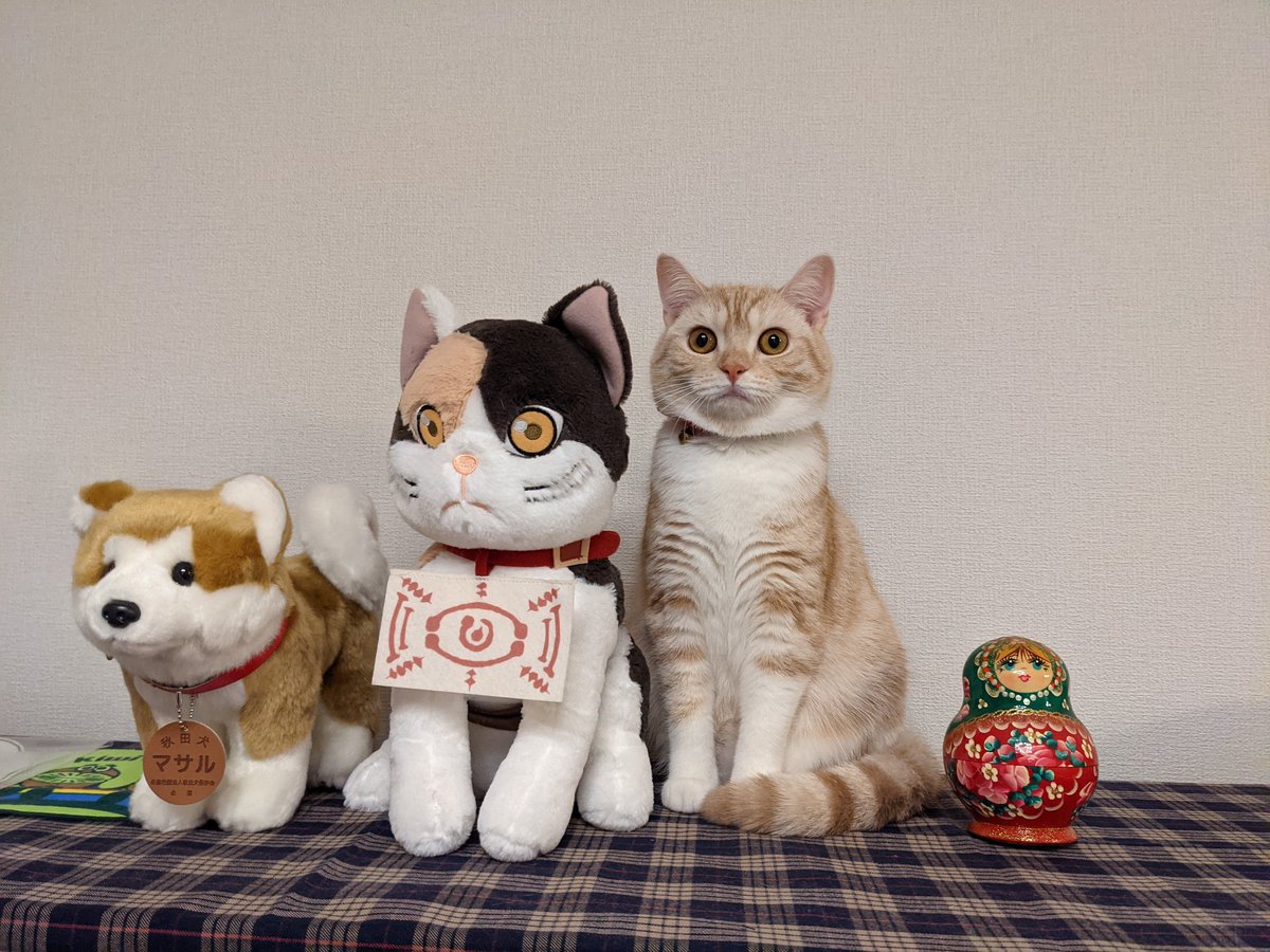 ママ募集❤くりくりオメメ♡ちっちゃな子猫ちゃん♡アートドール