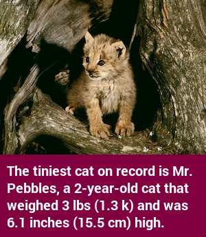 factcatbot's tweet photo. https://t.co/DvcIrw6PT6