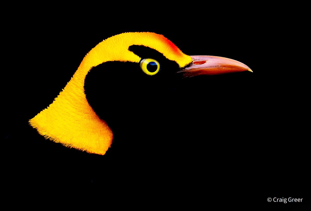 austmus's tweet photo. 😍 This spectacular Regent Bowerbird is one of the images as part of the 2021 Australian Geographic Nature Photographer of the Year, a South Australian Museum exhibition, open at the AM from Oct 30. https://t.co/ILsxaI9XhV 📷 Image: Craig Greer@SAMuseum #SAMuseum @ausgeo #ausgeo https://t.co/IvQNgPI4lj