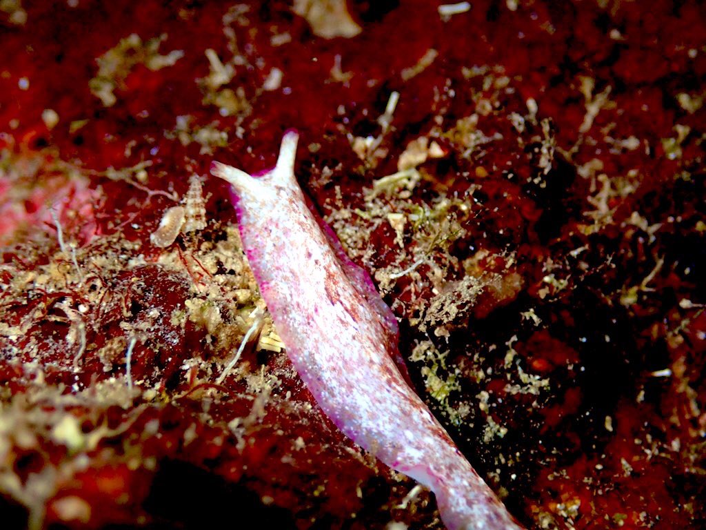ClaassensLouw's tweet photo. #molluskmonday! Wait a second..that is not a #seaslug! That is a sneaky #flatworm that looks suspiciously a lot like a #seaslug. This guy definitively had me fooled for a while! Not sure about ID - any suggestions welcome! #teaminvert #notaslug #palau #inverts #marinecritters https://t.co/LXO0RiGrpn