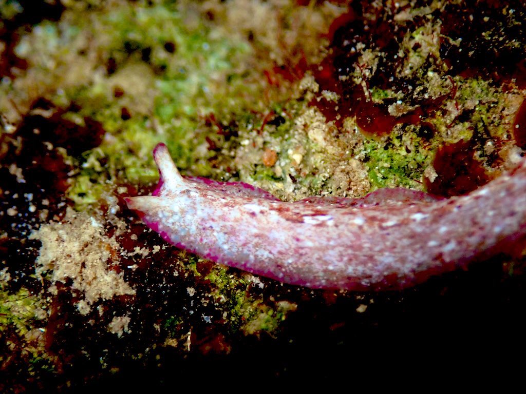 ClaassensLouw's tweet photo. #molluskmonday! Wait a second..that is not a #seaslug! That is a sneaky #flatworm that looks suspiciously a lot like a #seaslug. This guy definitively had me fooled for a while! Not sure about ID - any suggestions welcome! #teaminvert #notaslug #palau #inverts #marinecritters https://t.co/LXO0RiGrpn