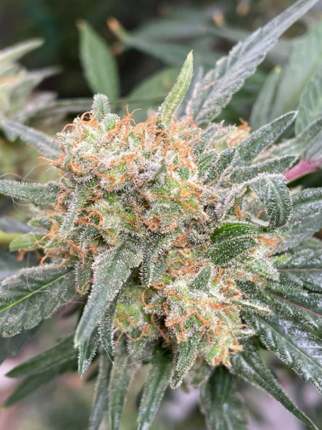 ViparSpectraLED's tweet photo. 🌲Barney’s pineapple chunk grown under #XS2000’s. Down-to-earth dry amendments. Chopped at day 55. 👩🌾She’s a producer with golf ball-sized dense nugs all the way up to big fat heavy top colas.🤤
10% discount code for #viparspectra #XSseries and #Pseries: VIPFB
Low cost&High yield https://t.co/SNRDjiS837