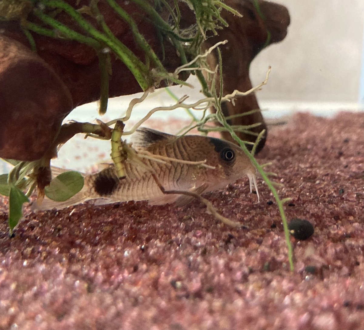 Top Tweets For コリドラスパンダ Twstalker